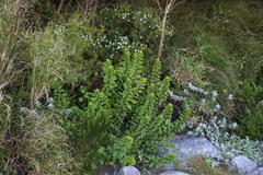 Pseudoselago serrata