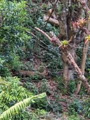 Nasua