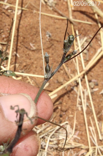 Trochomeria macrocarpa image