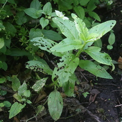 Scrophularia umbrosa