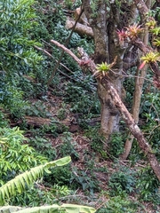 Nasua