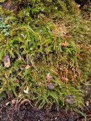 Herzogiella seligeri