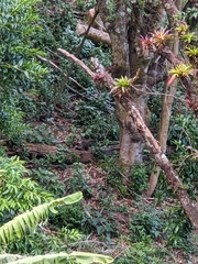 Nasua