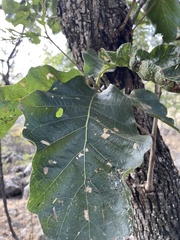Quercus tuberculata