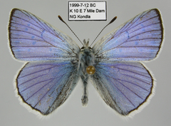 Tharsalea heteronea