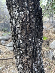 Quercus tuberculata