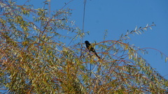 Dicrurus macrocercus harterti
