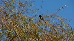 Dicrurus macrocercus harterti