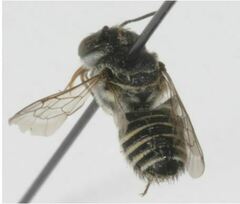 Megachile apicalis