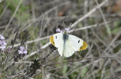 Anthocharis euphenoides