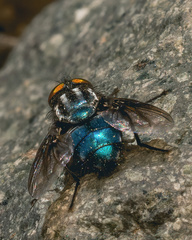 Sarconesiopsis magellanica