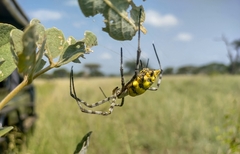Argiope australis