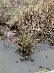 Zizaniopsis miliacea