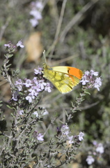 Anthocharis euphenoides