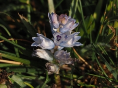 Bellevalia hyacinthoides