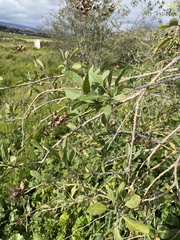 Nicotiana glauca