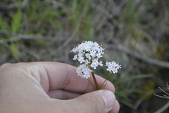 Valeriana tuberosa
