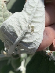 Myrmecocystus melliger