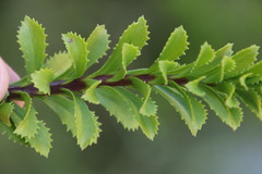 Pseudoselago serrata