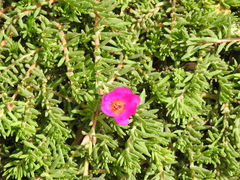 Portulaca