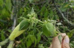 Hibiscus vitifolius