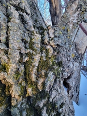 Nyholmiella obtusifolia
