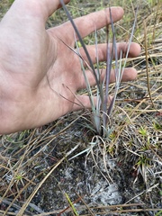 Andropogon capillipes