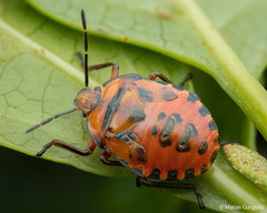 Brontocoris nigrolimbatus
