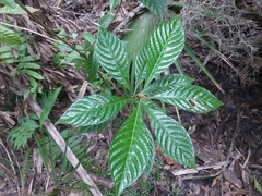 Psychotria nervosa