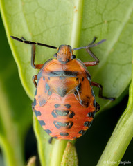 Brontocoris nigrolimbatus