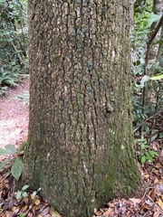 Vochysia angelica