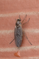 Chiromyzinae