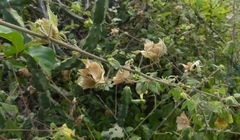 Hibiscus vitifolius