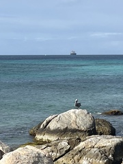 Pelecanus occidentalis