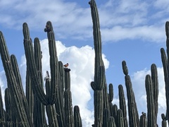 Icterus icterus