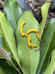 Vochysia angelica
