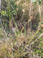 Rhynchospora fascicularis