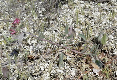 Anthyllis vulneraria