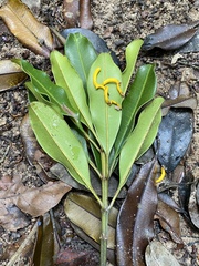 Vochysia angelica