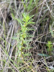 Proserpinaca pectinata