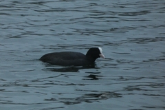 Fulica atra