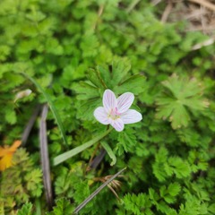 Claytonia virginica