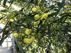 Acacia pycnantha