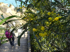 Acacia pycnantha