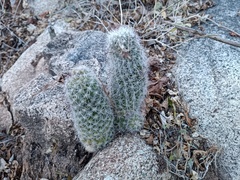 Mammillaria phitauiana