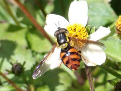 Chrysotoxum triarcuatum