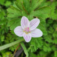 Claytonia virginica