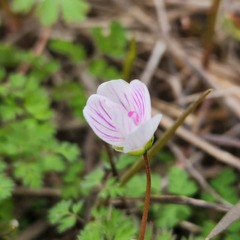 Claytonia virginica