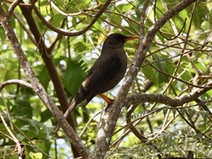 Turdus fuscater cacozelus
