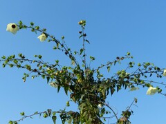 Hibiscus vitifolius